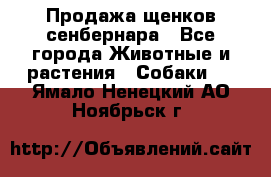 Продажа щенков сенбернара - Все города Животные и растения » Собаки   . Ямало-Ненецкий АО,Ноябрьск г.